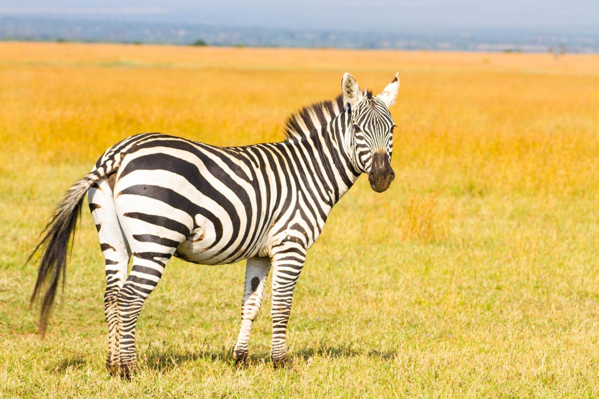 나뉴키 Ol Pejeta Mansion 빌라 외부 사진